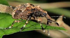Physopterus melanoleucus