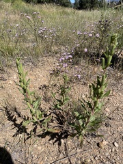 Oenothera elata hirsutissima