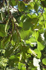 Cercis siliquastrum