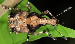 Physopterus melanoleucus