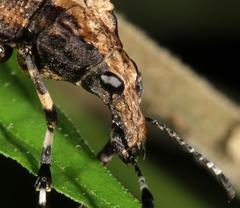 Physopterus melanoleucus