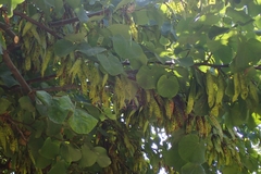 Cercis siliquastrum