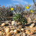 Potato Babooncabbage - Photo (c) Nick Helme, some rights reserved (CC BY-SA), uploaded by Nick Helme