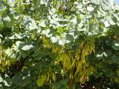 Cercis siliquastrum