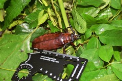 Ommatomenus longipennis