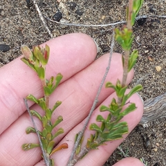 Hermannia concinnifolia