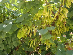 Cercis siliquastrum
