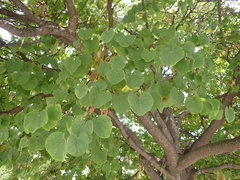 Cercis siliquastrum