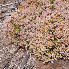 Erica curvirostris