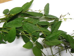 Teramnus labialis labialis