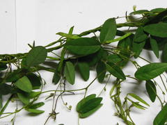 Teramnus labialis labialis