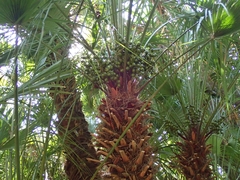 Chamaerops humilis
