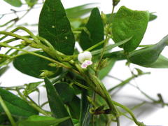Teramnus labialis labialis