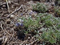 Lupinus breweri bryoides