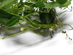 Teramnus labialis labialis