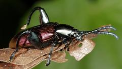 Sagra bicolor