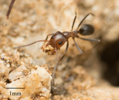 Dorymyrmex bicolor