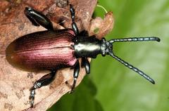 Sagra bicolor