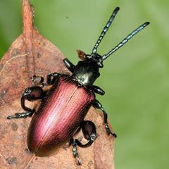 Sagra bicolor