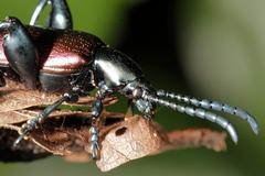 Sagra bicolor