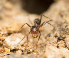 Dorymyrmex bicolor