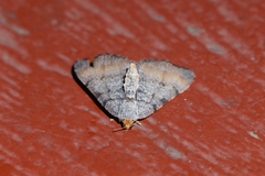 Macaria adonis