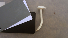 Hygrophorus piceae