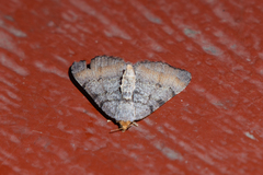 Macaria adonis