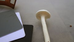 Hygrophorus piceae