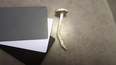 Hygrophorus piceae