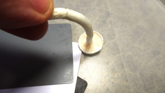 Hygrophorus piceae