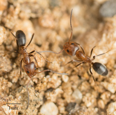 Dorymyrmex bicolor