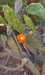 Opuntia quimilo