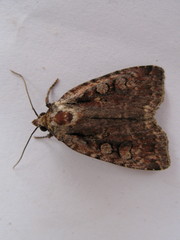 Eueretagrotis attentus