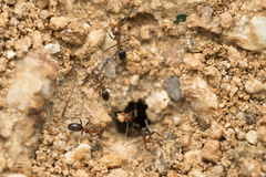 Dorymyrmex bicolor