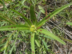Euphorbia cuphosperma