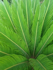 Cycas