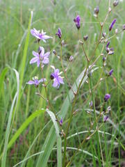 Aristea angolensis angolensis
