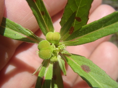 Euphorbia cuphosperma