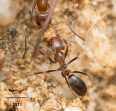 Dorymyrmex bicolor