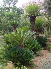 Cycas