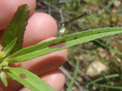 Euphorbia cuphosperma