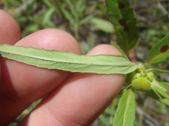 Euphorbia cuphosperma