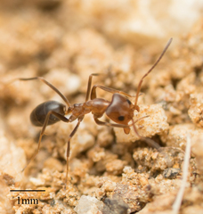 Dorymyrmex bicolor