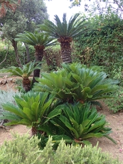 Cycas