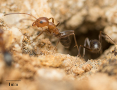Dorymyrmex bicolor