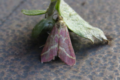 Pyrausta volupialis