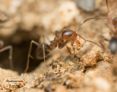 Dorymyrmex bicolor