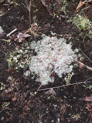 Trapeliopsis granulosa