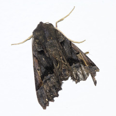 Euplexia